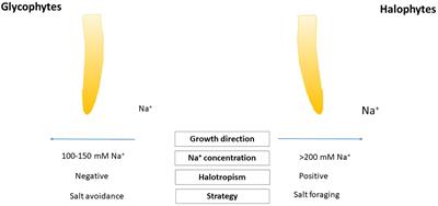 Halotropism: Phytohormonal Aspects and Potential Applications